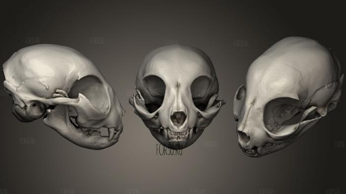 Animal Skulls 028